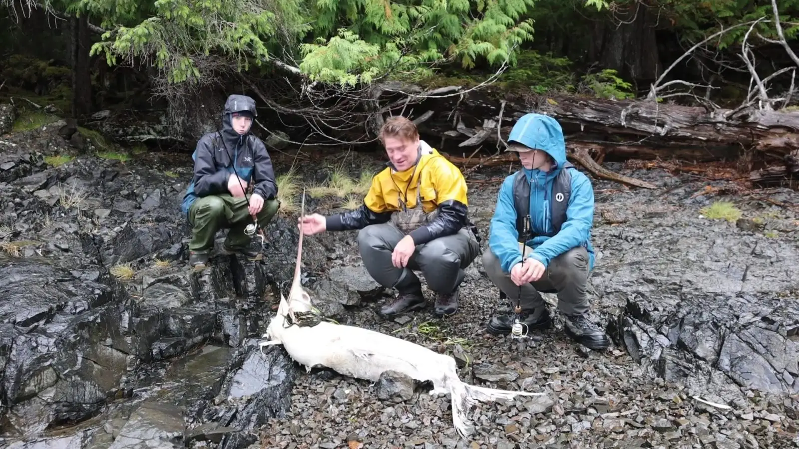 ‘Quite a rare find’: Dead swordfish found washed up on Haida Gwaii