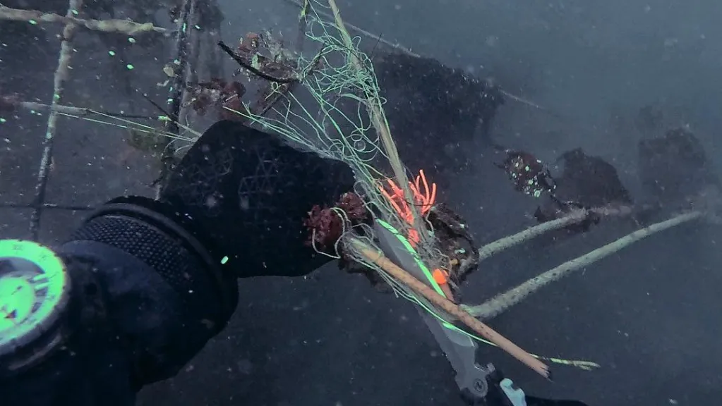Divers remove 250 kg of abandoned fishing gear from beneath Sidney Pier