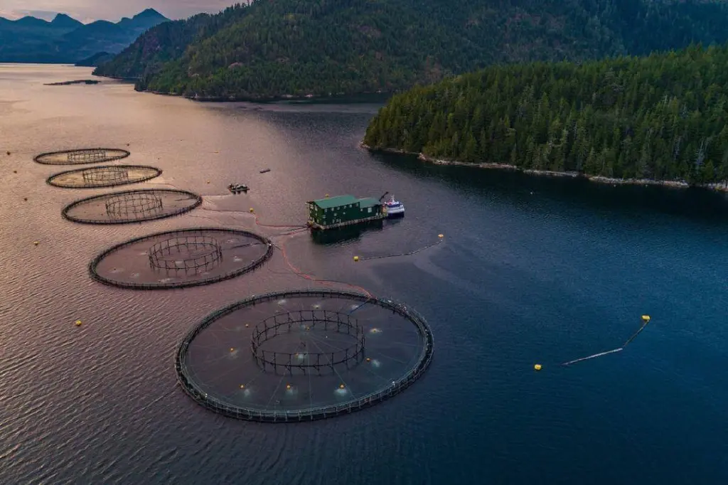 Advocates, industry looking for answers on 2029 fish farm ban amid Ottawa’s silence